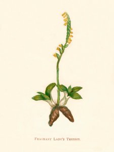 Fragrant Ladys Tresses, vers 1891