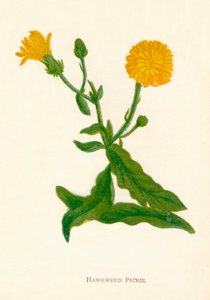 Épervière Picris, vers 1891, 1891 - Anne Pratt