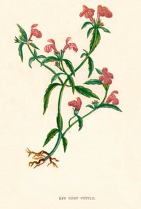 Ortie Rouge, vers 1891