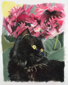 Tulipes noires