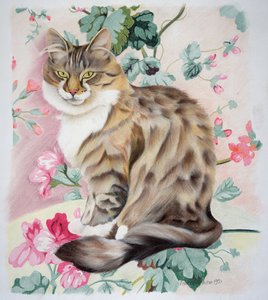 Chat tigré à poil long