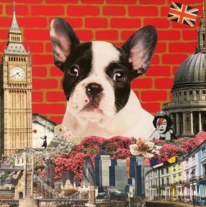 Câline mon bouledogue français