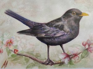 Merle et fleurs de cerisier - Annette Armitage
