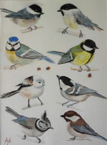 Charmantes mésanges du jardin - Annette Armitage