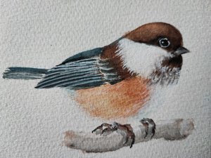 Adorable mésange perchée - Annette Armitage