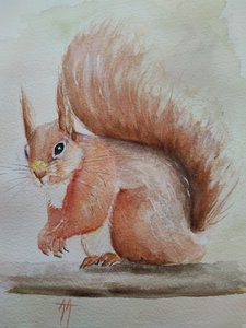 Un adorable écureuil roux - Annette Armitage