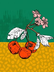 Fleurs de cerisier