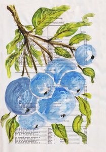 Myrtilles peintes sur papier