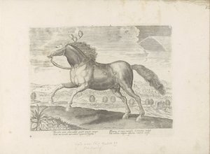 Cheval arabe - Anonymous