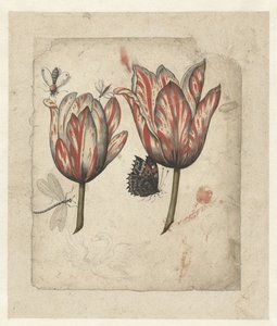 Feuille avec deux tulipes et quelques insectes