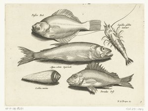 Plie, crevette, éperlan et perche (Libelivs varia Genera piscium complectens) - Anonymous