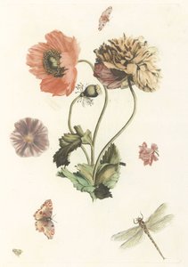 Trois coquelicots, deux papillons, une mouche et une libellule