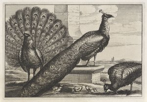 Trois paons (Diversae avium species)