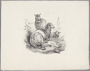 Drie schapen bij een hek
