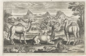 Dromadaires et un chameau - Anonymous