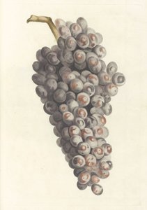 Grappe de raisin
