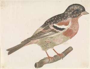 Pinson des arbres (Fringilla montifringilla) sur une branche à droite