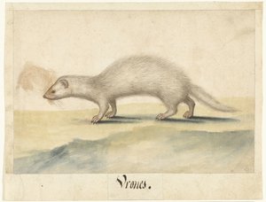 Furet - Anonymous