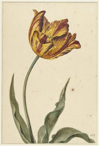 Tulipe jaune-orange-rouge - Anonymous