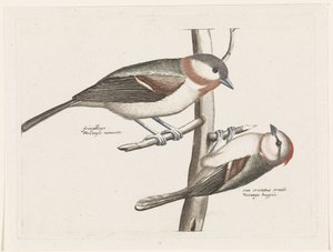 Mésange nonnette et mésange huppée