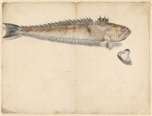 Grande vive (Trachinus Draco)
