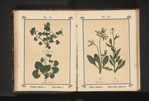 Primevère officinale et bourse-à-pasteur - Anonymous