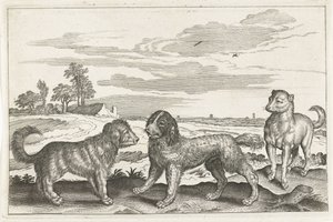 Chiens (Animalivm Qvaddrvpedvm) - Anonymous