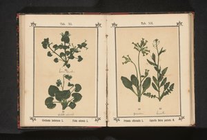 Lierre terrestre et violette odorante - Anonymous