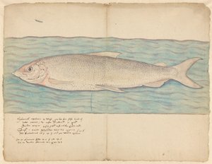 Houting (Coregonus oxyrinchus)