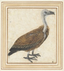 Jeune vautour fauve (Gyps fulvus) - Anonymous