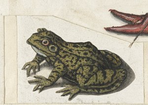 Grenouille (album Lombard)