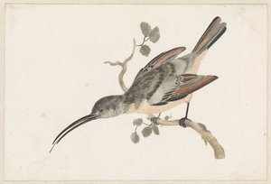 Colibri sur une branche à gauche - Anonymous