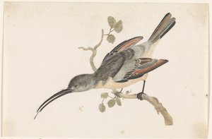 Colibri sur une branche à gauche - Anonymous