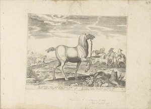 Troupeau de chevaux sauvages