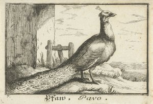 Paysage avec paon