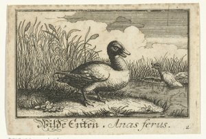 Paysage avec canard sauvage - Anonymous