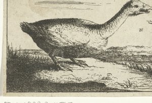 Paysage avec oie sauvage