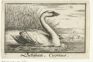 Paysage avec cygne - Anonymous