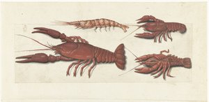 Langoustine, deux écrevisses et une crevette (album Lombard)