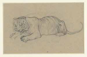 Tigre allongé déchirant un morceau de viande