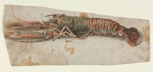 Homard (recto) - Anonymous
