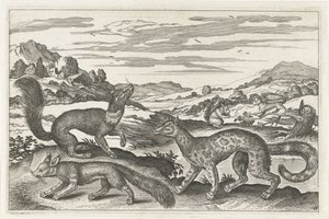 Martres, écureuils et un renard - Anonymous
