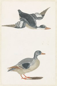 Canard volant vers la droite et canard debout - Anonymous