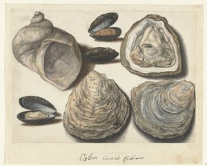 Huîtres, moules et cornes de lune