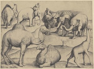 Éléphants, dromadaires et une girafe