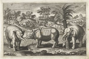 Éléphants et rhinocéros