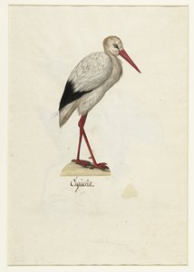 Cigogne