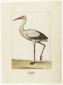 Cigogne (album Lombard)