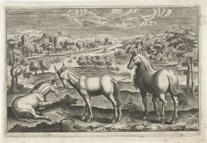 Cheval et ânes (Animaux quadrupèdes, Animalivm Qvaddrvpedvm) - Anonymous