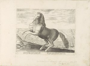 Cheval de Naples